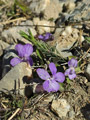 Ein Weilchen mit Veilchen: Violas zu bestimmen ist gar nicht so schwierig. Hier macht das Felsen-Veilchen (Viola rupestris) dem Namen Ehre