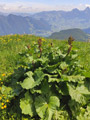 Eine kräftige Pflanze, welche sich leicht erkennen lässt: der Alpen-Ampfer (Rumex alpinus)