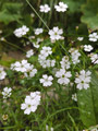 Das Alpen-Leimkraut (Silene alpestris) hat einen behaarten Kelch und grössere Blüten als die in der Schweiz verbreitete und nah verwandte Strahlensame (Silene pusilla) 