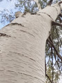 Ätna-Birke (Betula aetnensis) mit auffällig heller Borke