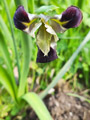 Der Hermesfinger (Iris tuberosa) ist zwar keine Seltenheit. Und dennoch freut man sich immer, wenn man ihn findet