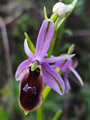 Die Halbmond-Ragwurz (Ophrys lunulata) kommt endemisch in Sizilien vor