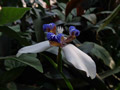 Neomarica ist eine Gattung aus Südamerika und blüht im Orchideenhaus des botanischen Gartens Bern