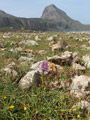 Orchis italica mit Monte Cofano im Hintergrund