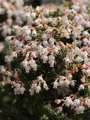 Erica sicula, die Sizilianische Heide, ist nicht nur eine biogeografische Besonderheit, sondern auch eine prächtige Pflanze