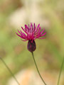 Eine zarte Schönheit – Crupina crupinastrum ist eine delikate Asteraceae