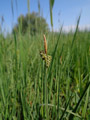 Manch einer ist ob ihr ins Seggenfieber geraten – die wunderschöne Carex tomentosa