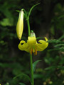 Armenische Lilie (Lilium armenum)