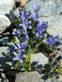Die Mont-Cenis-Glockenblume (Campanula cenisia): eine fragile Schönheit im Grobschutt