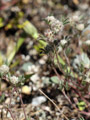 So unscheinbar er scheinen mag: Der Stein-Klee (Trifolium saxatile) ist eine echte Rarität
