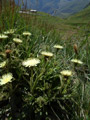 Das Schwefelgelbe oder Weissliche Habichtskaut (Hieracium intybaceum) ist typischerweise im Urgestein zu finden