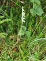 Eine spätblühende Orchideenart – das Netzblatt (Goodyera repens)
