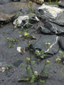 Zartes Gelb im dunklen Auensand: die Französische Rampe (Nasturtium gallicum)