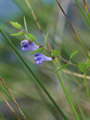 Besticht im Herbst mit schönem Blau: das Sumpf-Helmkraut (Scutellaria galericulata)
