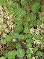 Auffällige Blätter: der Wassernabel (Hydrocotyle vulgaris)
