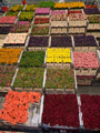 Farbenspiel am grössten Blumenmarkt der Welt: FloraHolland