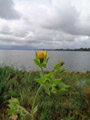 Sonnengruss mit trüben Wolken: Wurmsalat (Picris echioides) am Seeufer